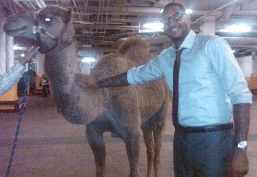 开云电竞官网-
球星养的“奇葩”宠物？猪和骆驼不算啥 乔治的狗竟然叫“科比”(图5)