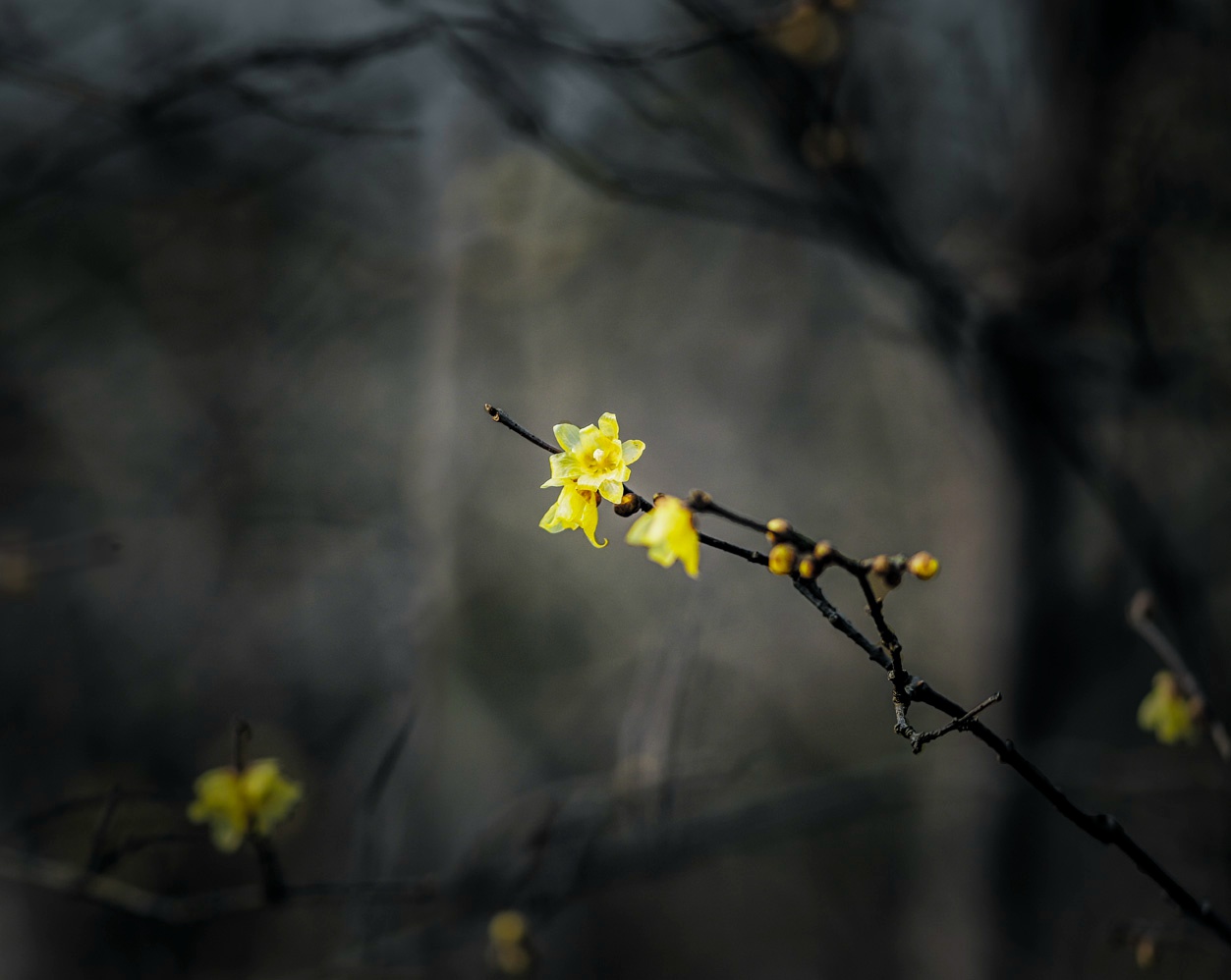 开云电竞app下载安装